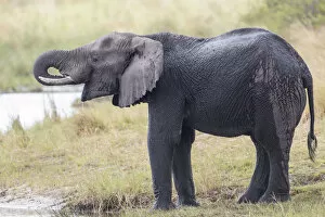 African Bush Elephant -Loxodonta africana-, Madumu National Park, Caprivi Strip, Namibia, Africa