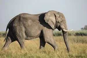 Images Dated 4th November 2012: African Bush Elephant -Loxodonta africana-, Mamili National Park, Caprivi Strip, Namibia, Africa