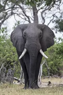 Images Dated 3rd November 2012: African Bush Elephant -Loxodonta africana-, Mamili National Park, Caprivi Strip, Namibia, Africa