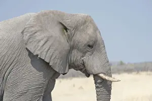 African Bush Elephant -Loxodonta africana-, portrait, Etosha National Park, Namibia