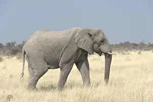 African Bush Elephant -Loxodonta africana-, Etosha National Park, Namibia
