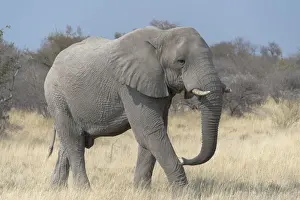 African Bush Elephant -Loxodonta africana-, Etosha National Park, Namibia