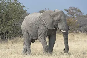 African Bush Elephant -Loxodonta africana-, Etosha National Park, Namibia