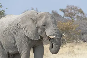 African Bush Elephant -Loxodonta africana-, eating, Etosha National Park, Namibia