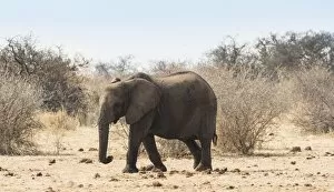 Images Dated 25th August 2012: African Bush Elephant -Loxodonta africana-, marching, Etosha National Park, Namibia