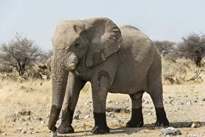 Images Dated 24th August 2012: African Bush Elephant -Loxodonta africana- walking with wet feet on dry grassland