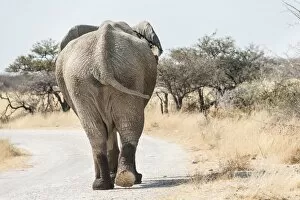 Images Dated 24th August 2012: African Bush Elephant -Loxodonta africana-, from behind, walking with wet feet along a road