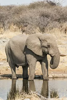 Images Dated 24th August 2012: African Bush Elephant -Loxodonta africana- drinking at Koinachas Waterhole, Etosha National Park