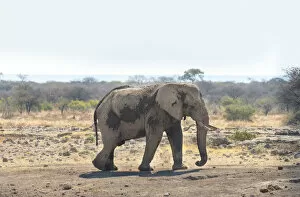 Images Dated 22nd August 2012: African Bush Elephant -Loxodonta africana-, Koinachas waterhole, Etosha National Park, Namibia