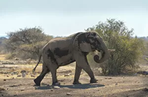 Images Dated 22nd August 2012: African Bush Elephant -Loxodonta africana-, Koinachas waterhole, Etosha National Park, Namibia