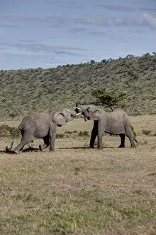 Images Dated 18th October 2011: African Bush Elephant -Loxodonta africana-, two young bulls fighting each other