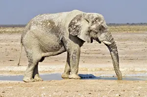 Watering Prints: African Bush Elephant (Loxodonta africana)