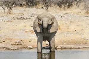 African Bush Elephant -Loxodonta africana- drinking at Koinachas Waterhole, Etosha National Park, Namibia