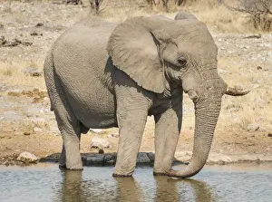 African Bush Elephant -Loxodonta africana- drinking at Koinachas Waterhole, Etosha National Park, Namibia
