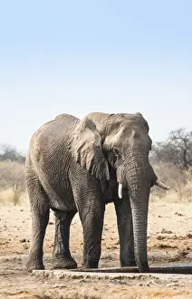Savanna Prints: African Bush Elephant -Loxodonta africana- drinking at Tsumcor Waterhole