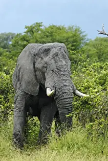 Proboscidea Prints: African Bush Elephant (Loxodonta africana) during feeding