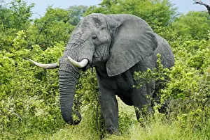 Proboscidea Prints: African Bush Elephant (Loxodonta africana) during feeding