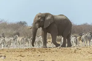 African Bush Elephant -Loxodonta africana- in front of a herd of Burchells Zebras or Steppe Zebras -Equus quagga burchellii-, Etosha National Park, Namibia