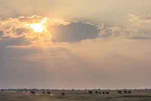 African Bush Elephant (loxodonta africana) in landscape, Chobe National Park, Okavango Delta, Botswana