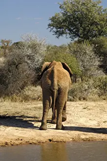 Proboscidea Prints: African Bush Elephant (Loxodonta africana) returning from a waterhole back into the bush