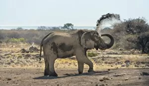 Images Dated 22nd August 2012: African Bush Elephant -Loxodonta africana- taking a dust bath, Koinachas waterhole