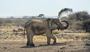 Personal Grooming Prints: African Bush Elephant -Loxodonta africana- taking a dust bath