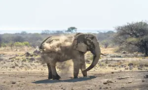 Personal Grooming Prints: African Bush Elephant -Loxodonta africana- taking a dust bath