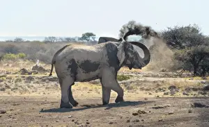 Personal Grooming Prints: African Bush Elephant -Loxodonta africana- taking a dust bath