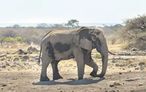 African Bush Elephant -Loxodonta africana- taking a dust bath, Koinachas waterhole, Etosha National Park, Namibia
