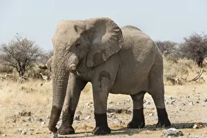 African Bush Elephant -Loxodonta africana- walking with wet feet on dry grassland, Etosha National Park, Namibia