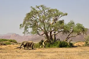 Proboscidea Prints: African Bush Elephant or Savanna Elephant (Loxodonta africana)