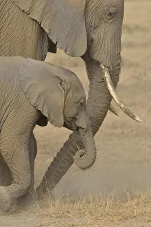 Images Dated 27th August 2013: African Bush Elephants -Loxodonta africana-, cow with a calf, Amboseli National Park