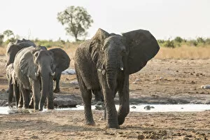 Images Dated 10th November 2012: African Bush Elephants -Loxodonta africana-, Khaudum National Park, Namibia, Africa