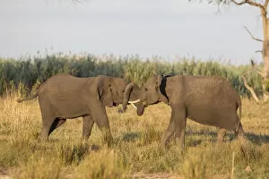 Images Dated 3rd November 2012: African Bush Elephants -Loxodonta africana-, Mamili National Park, Caprivi Strip, Namibia, Africa