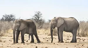 African Bush Elephants -Loxodonta africana-, Etosha National Park, Namibia