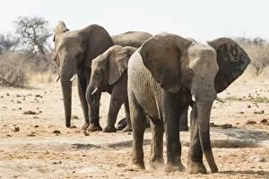 Images Dated 25th August 2012: African Bush Elephants -Loxodonta africana-, Tsumcor Waterhole, Etosha National Park, Namibia