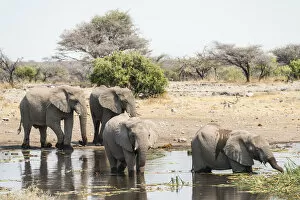 Images Dated 25th August 2012: African Bush Elephants -Loxodonta africana- standing in the water while drinking
