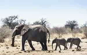 Images Dated 24th August 2012: African Bush Elephants -Loxodonta africana-, cow with two calves, Etosha National Park, Namibia