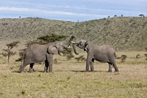 Images Dated 18th October 2011: African Bush Elephants -Loxodonta africana-, two young bulls fighting each other