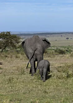 Images Dated 18th October 2011: African Bush Elephants -Loxodonta africana-, cow with calf from behind