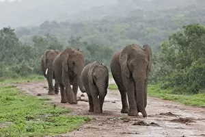 Images Dated 26th May 2011: African bush elephants -Loxodonta africana-, Addo Elephant Park, South Africa