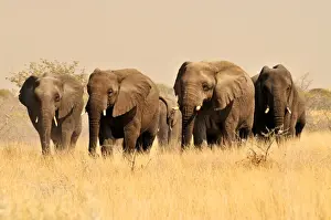 Proboscidea Prints: African Bush Elephants (Loxodonta africana) in the high grass of the Etosha National Park