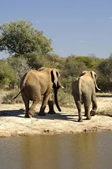 African Bush Elephants (Loxodonta africana) returning from a waterhole back into the bush, Madikwe Game Reserve, South Africa, Africa