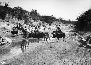 African Cattle