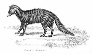 Images Dated 29th July 2016: African civet engraving 1803