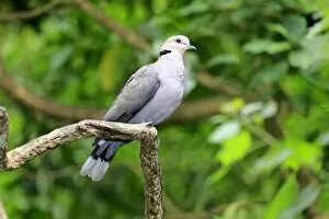 Images Dated 21st December 2013: African Collared Dove -Streptopelia roseogrisea-, adult on tree, native to North Africa, captive