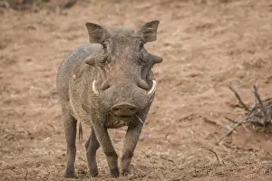 african, common warthog, look, natural environment, out, phacochoerus africanus, phacochoerus