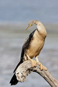Images Dated 23rd May 2011: African darter -Anhinga rufa-, Wilderness National Park, South Africa