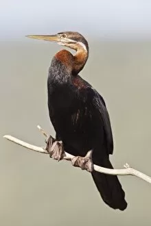 South African Gallery: African darter -anhinga rufa- at Wilderness National Park, South Africa