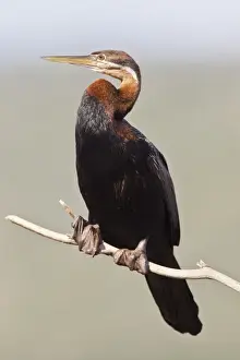 African darter -anhinga rufa- at Wilderness National Park, South Africa